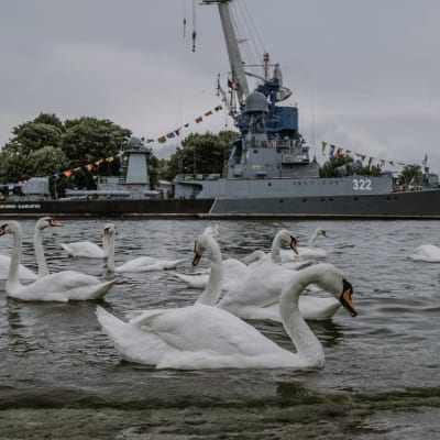 Балтийск и балткоса